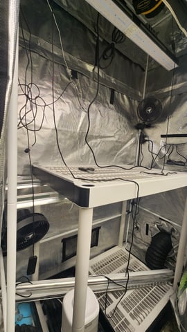 veg tent adventures! — vegetative, day 14