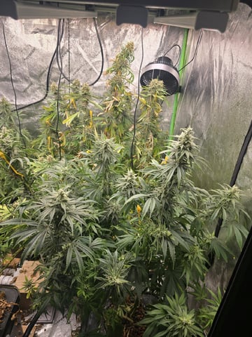 Growing — flower, day 120