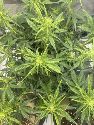 3x3 Grow — seedling_rooting, day 10