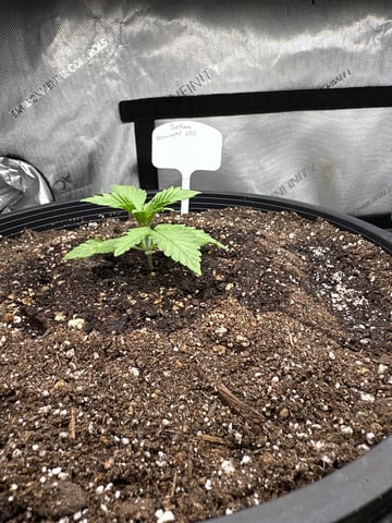 White Russian — vegetative, day 13