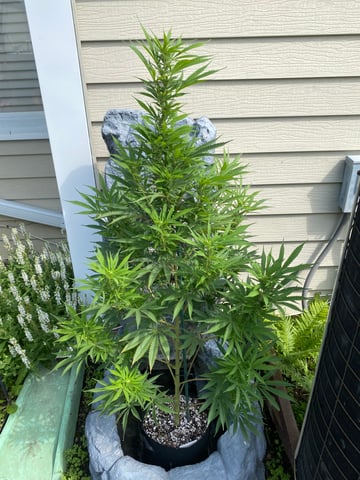 widows’ mimosa f1 — flower, day 94