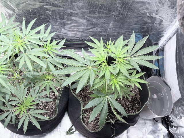 New LADIEZZ — vegetative, day 51