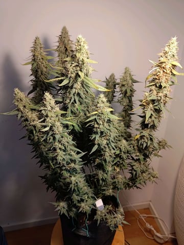 My First Grow Terry Lee — none, day 2