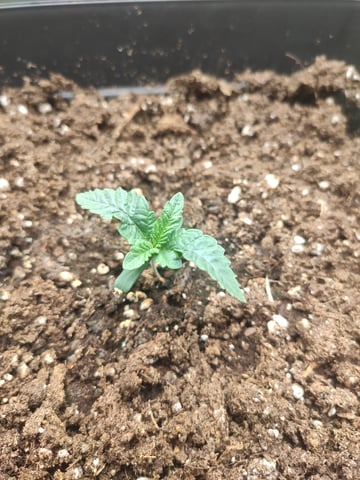 go fast — seedling_rooting, day 1
