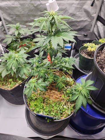 Mephisto Apple Crush in Nature's Living Soil  — vegetative, day 40