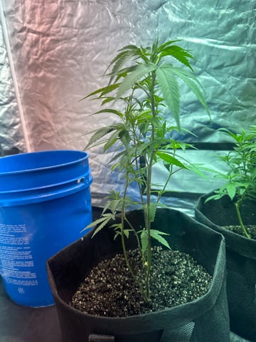 Reba  — vegetative, day 1