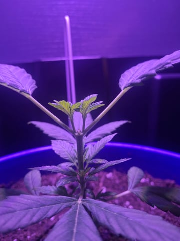5 Random Seeds in a pot I found in my grinder. — vegetative, day 18