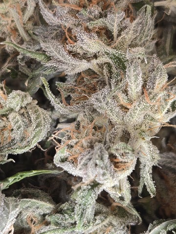 Kalini Asia Auto  — done, day 85