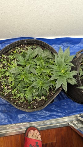 mephisto winter 2026 — flower, day 34