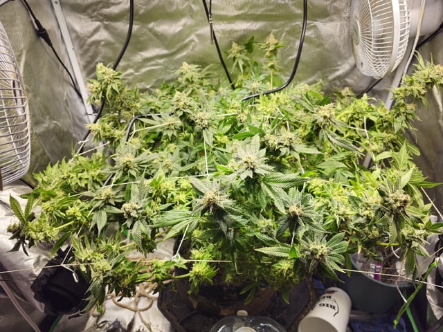 Kushberry Moonrocks — flower, day 107
