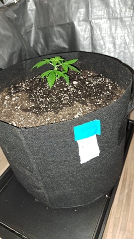 B2 — vegetative, day 23
