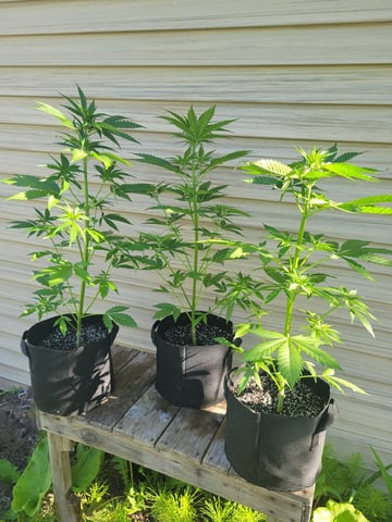 Watermelon Auto
