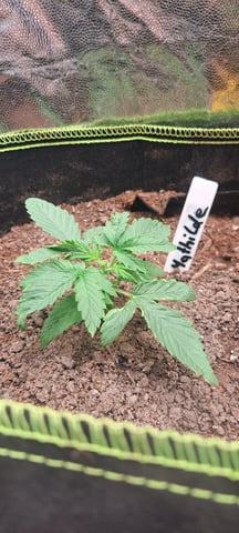 First Grow with the new setup  — seedling_rooting, day 14