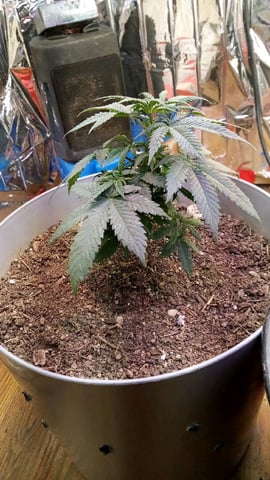 Jack hearer/Jack the ripper? — vegetative, day 41