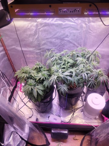 2 Week Old Babies — vegetative, day 19