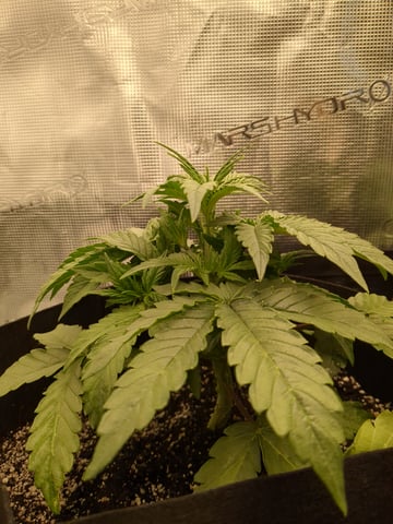 first grow — flower, day 19