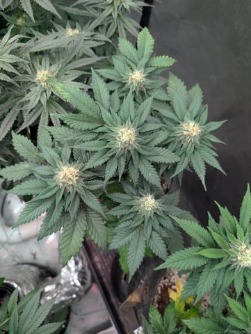 2026 Seedrun — vegetative, day 76
