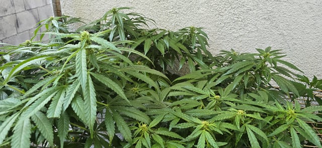 Mystery Weed Plant — flower, day 121