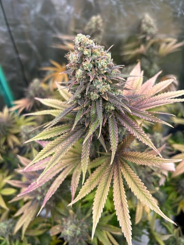 GG4 — grow_setup, day 1