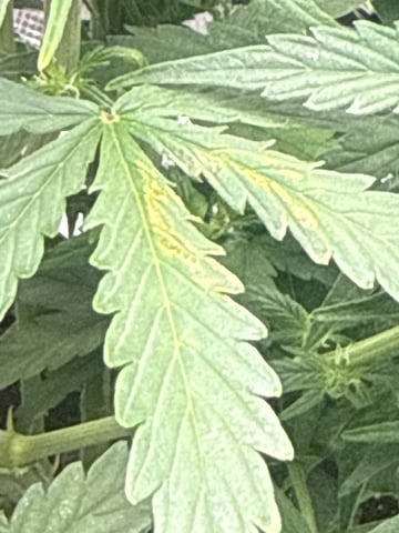 Indoor — vegetative, day 37