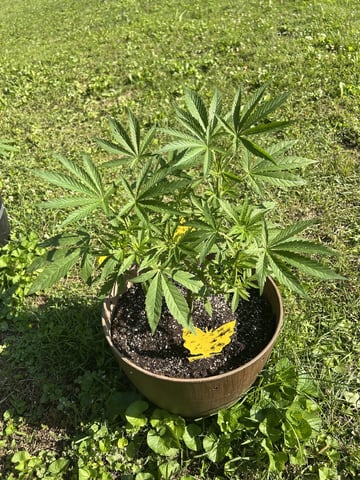 2026 Outdoor — vegetative, day 53