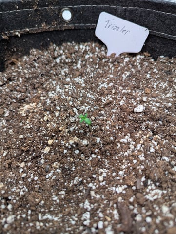 Trizzler  — seedling_rooting, day 5