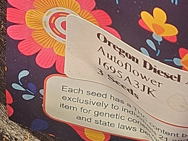 Oregon And Blue Kush 3 A Piece  — seedling_rooting, day 3