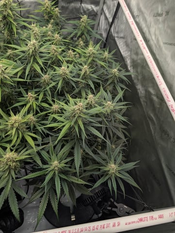 Grow #4 — flower, day 61