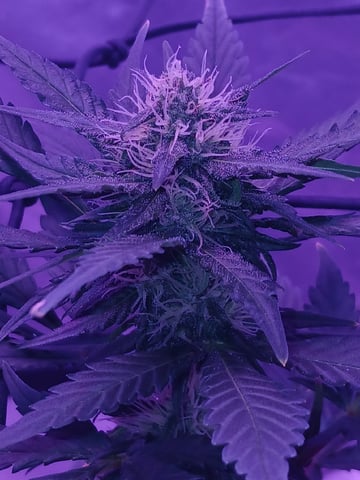 CountryG  — seedling_rooting, day 43