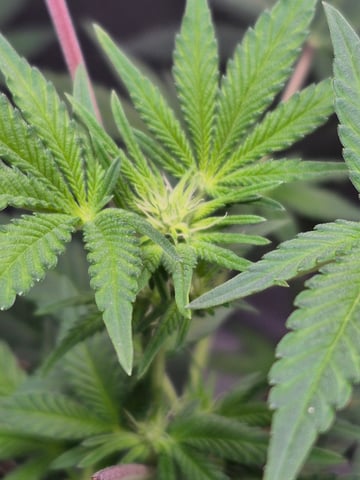 First Time — flower, day 1