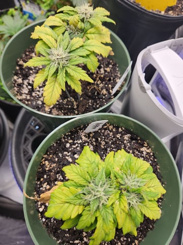 Mephisto Schoolyard Crush Grow-Pop tart OG and Apple Crush — flower, day 53