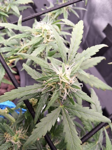 BABY SISTER — flower, day 66