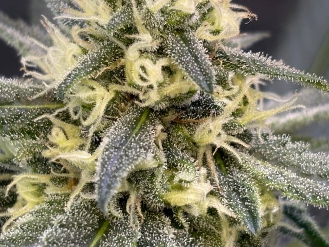 Black Hulk 3 gallon bag  — flower, day 25