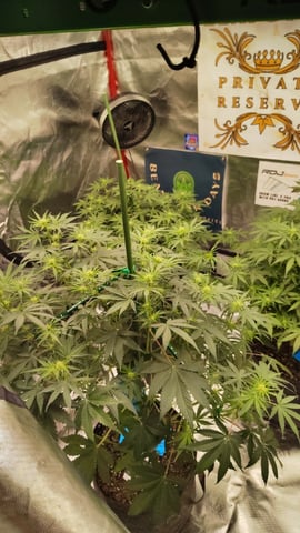 Beans For Days run — flower, day 52