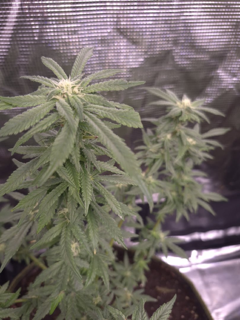 1St Grow after 35 Year Break