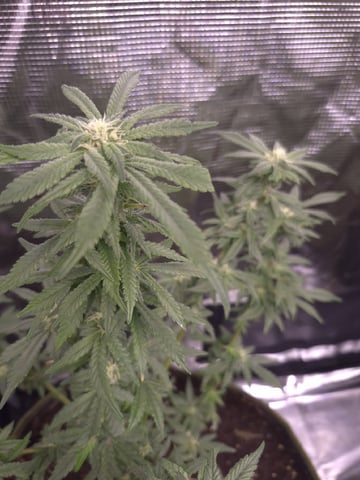 1St Grow after 35 Year Break