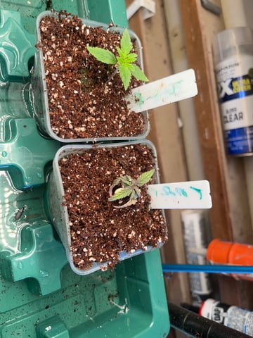 My First Four — vegetative, day 20
