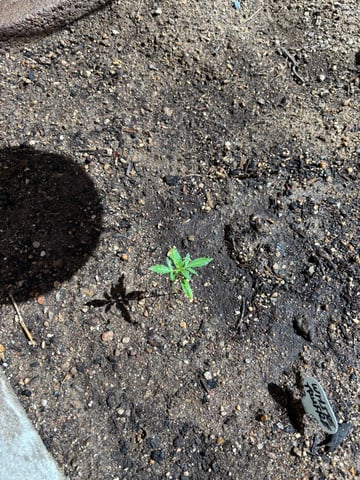 new seeds grow #2 — vegetative, day 24