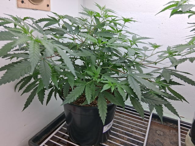 Blueberry Muffin  — vegetative, day 3