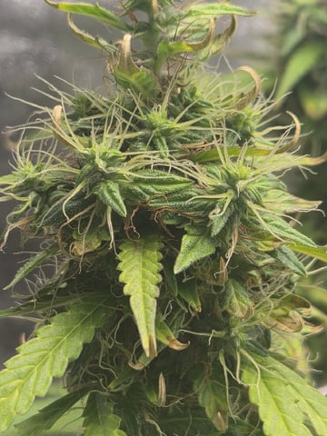 Sundae Driver — vegetative, day 86