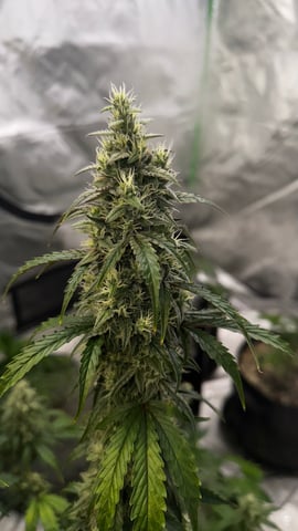 Rippleys OG Auto (Mephisto Genetics) 1st Attempt at Autos