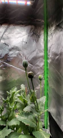 blueberry funk — flower, day 200