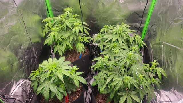 First attempt at planting some seeds — flower, day 47