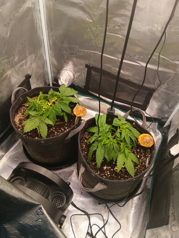 HP CC — vegetative, day 34