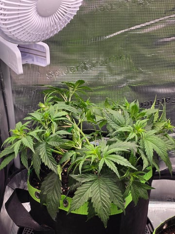 blue dream auto — vegetative, day 30