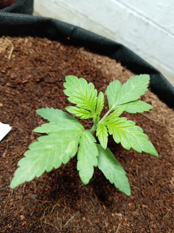 Strawberry Banana Auto  — vegetative, day 41