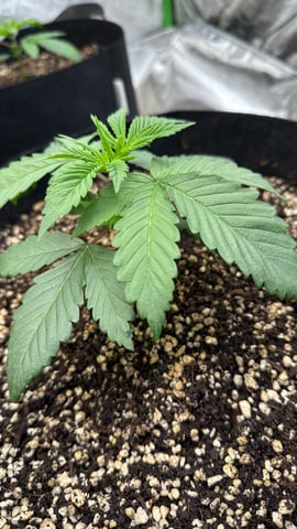 White Runtz (Barney’s Farm) — vegetative, day 23