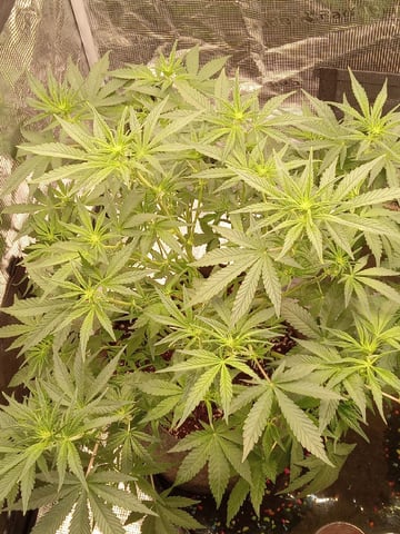 Blueberry critical kush x purple peyote wifi  and one L.a kush cake . — flower, day 38