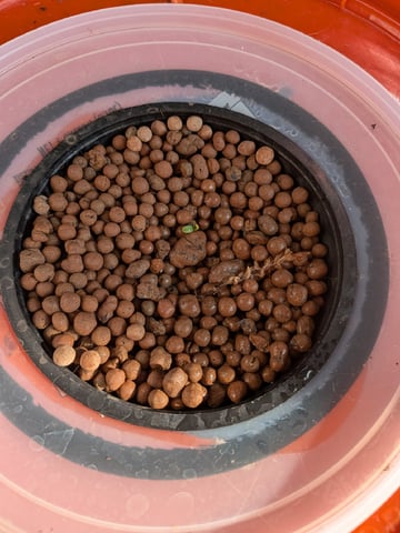 2026 — seedling_rooting, day 3