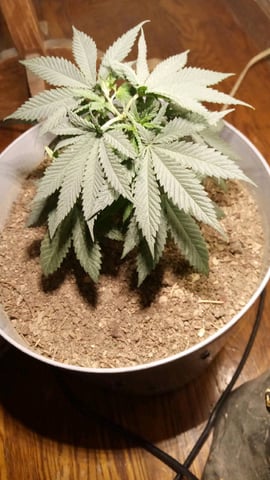 Jack hearer/Jack the ripper? — vegetative, day 49